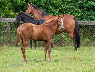 KS300622-109 - Cupboard Love's foal by Territories